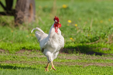 Similar image 22067504