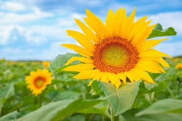 Similar image 22068246