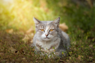 Similar image 22068275