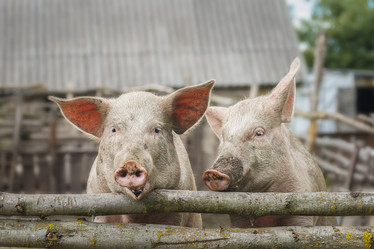 Similar image 22067568