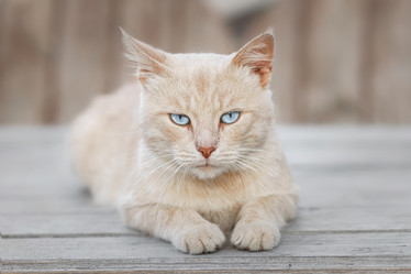 Similar image 22067586