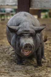 Similar image 22068652