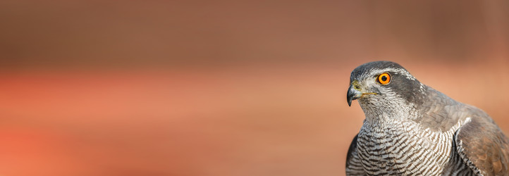 Similar image 22068708