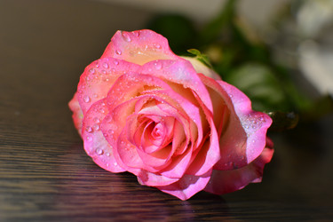 Similar image 22069289