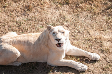 Similar image 22069717