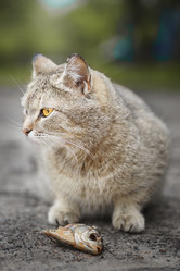 Similar image 22071600