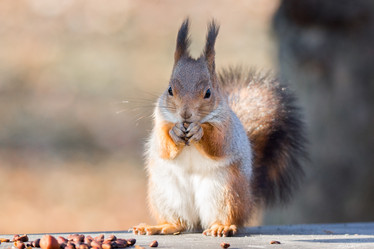 Similar image 22072003