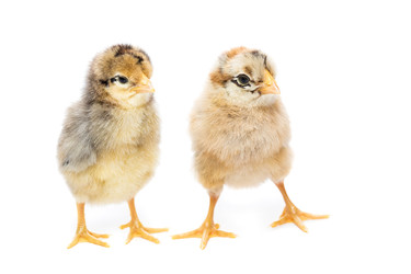 Similar image 22072144