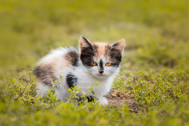 Similar image 22074527