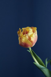 Similar image 22073561