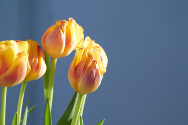 Similar image 22073567