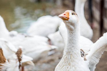 Similar image 22075762