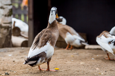 Similar image 22075766