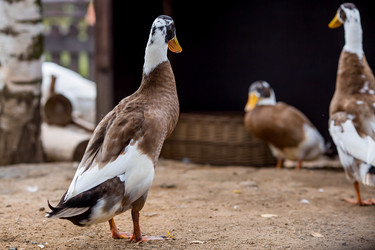 Similar image 22075770