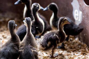 Similar image 22075774