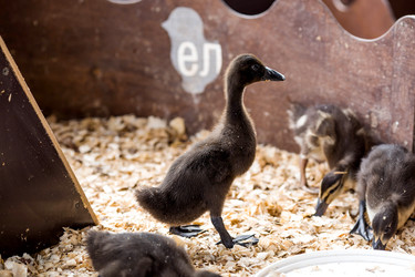 Similar image 22075784