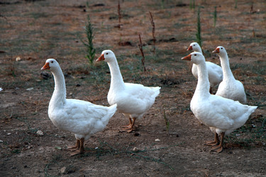 Similar image 22075710