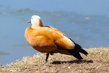 Similar image 22078780