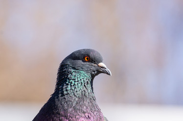 Similar image 22079352