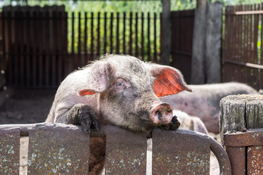 Similar image 22078926