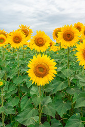 Similar image 22079737