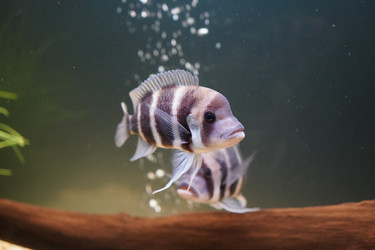 Similar image 22079261