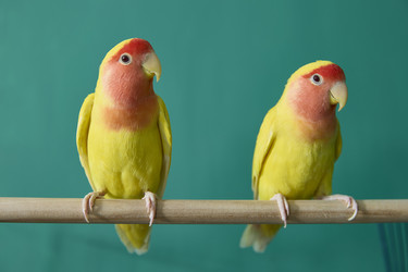 Similar image 22092499