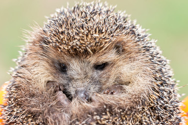 Similar image 22080359