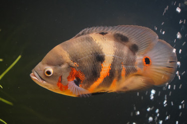 Similar image 22080591