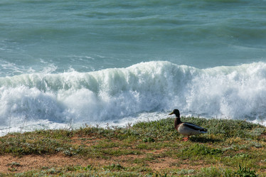 Similar image 22084239