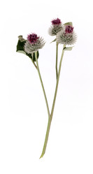 Similar image 22091331