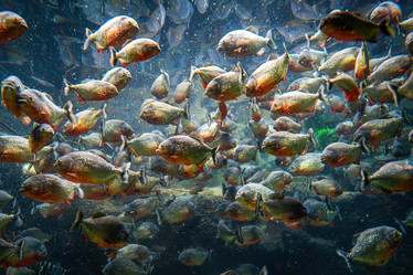 Similar image 22092586