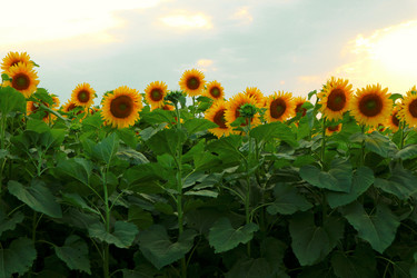 Similar image 22115062