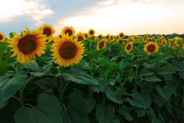 Similar image 22115063