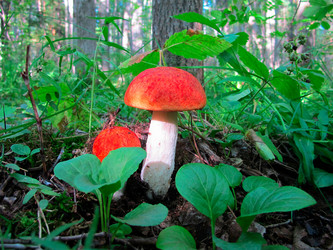 Similar image 22115132