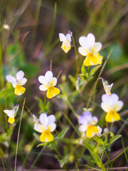 Similar image 22113739