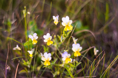 Similar image 22113740