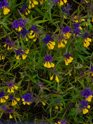 Similar image 22113746