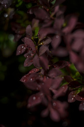 Similar image 22117296