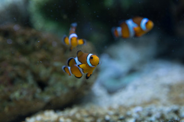 Similar image 22106138