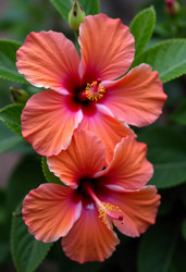 Similar image 22115511