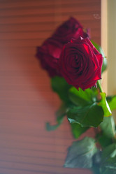 Similar image 22117478