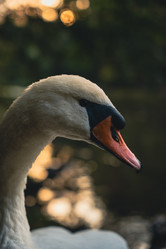 Similar image 22113493