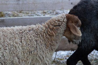 Similar image 22125482