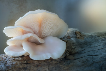 Similar image 22094248