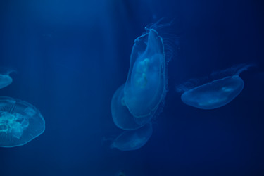 Similar image 22106186