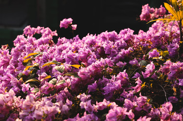 Similar image 22099684