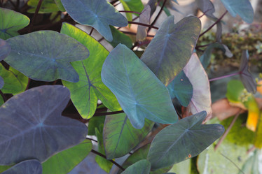 Similar image 22098916