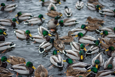 Similar image 22095237