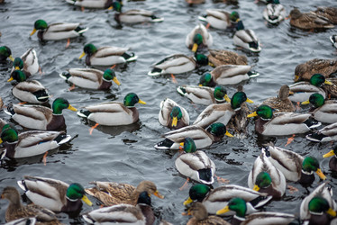 Similar image 22095238